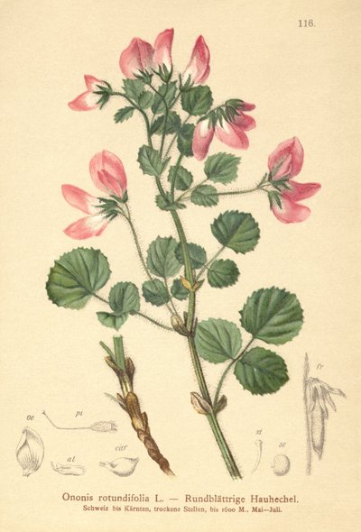 Round-leaved Restharrow by German School