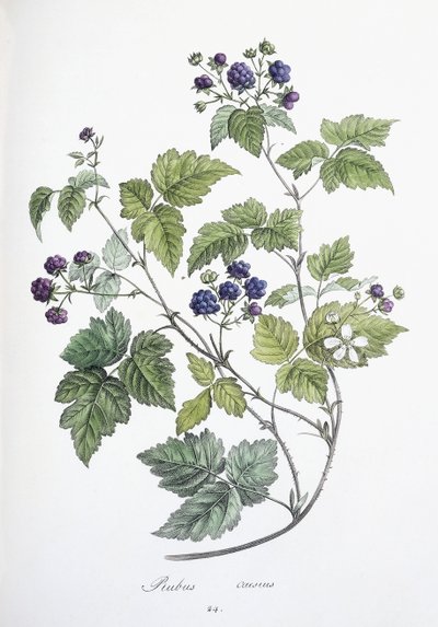 Rubus caesius, 1811-1818 by German School