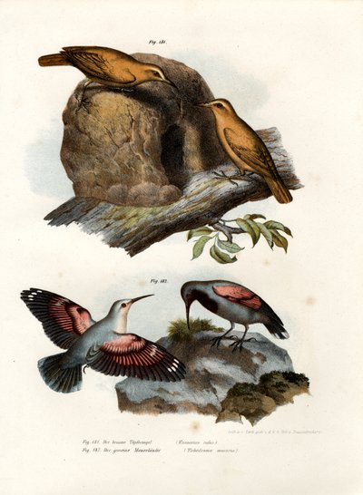 Rufous Hornero by German School