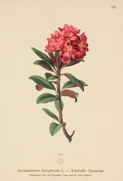 Rusty-Leaved Alpenrose by German School