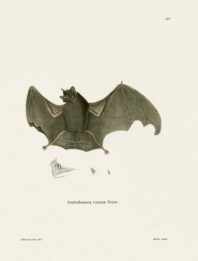 Sac-winged Bat by German School