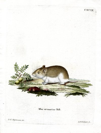 Sandy Mole Rat by German School