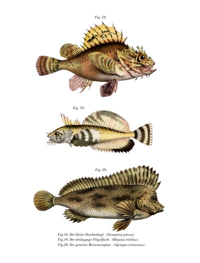 Scorpion Fish by German School