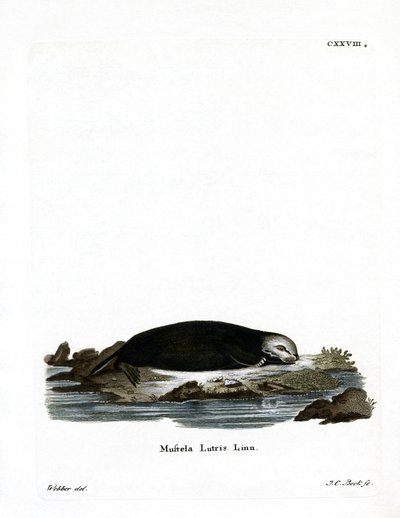 Sea Otter by German School