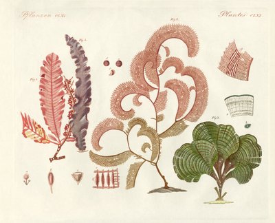 Different kinds of seaweed by German School