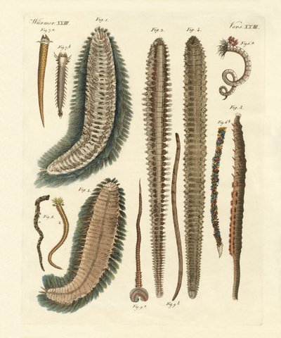 Seaworms by German School