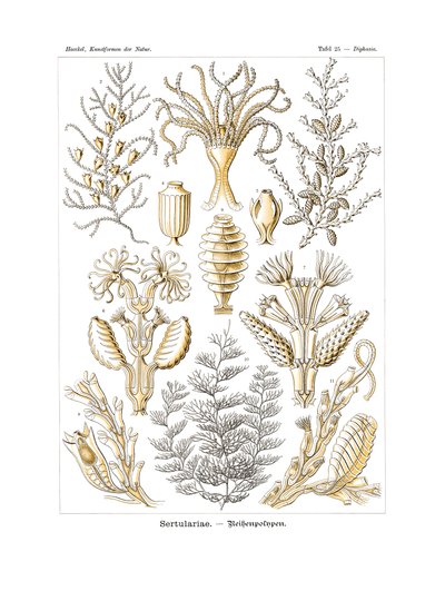 Sertulariae by German School