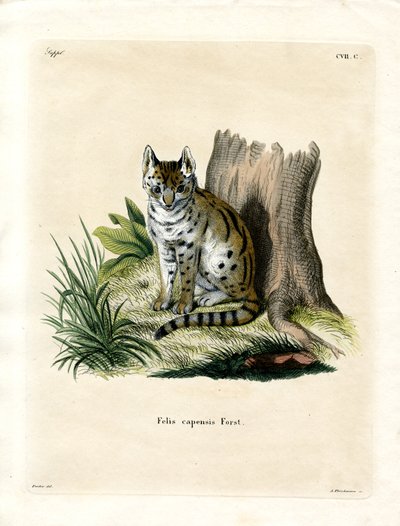 Serval by German School