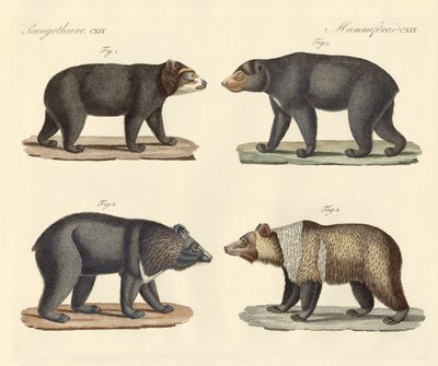 Several bears found by German School