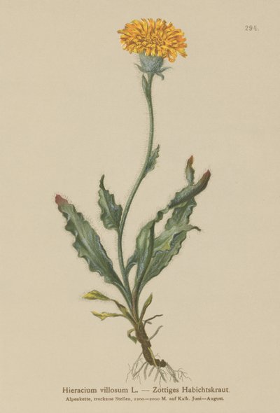 Shaggy Hawkweed by German School