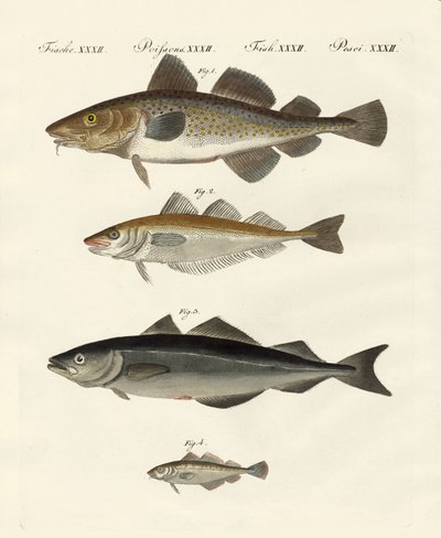 Shellfish by German School