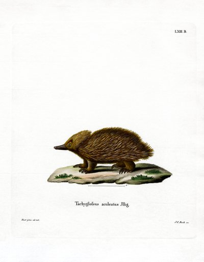 Short-beaked Echidna by German School