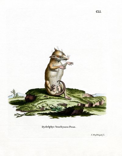 Short-tailed Opossum by German School