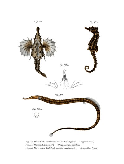 Short Dragonfish by German School