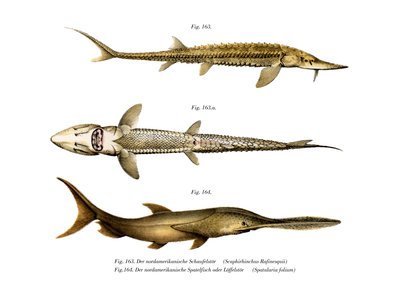 Shovelnose Sturgeon by German School