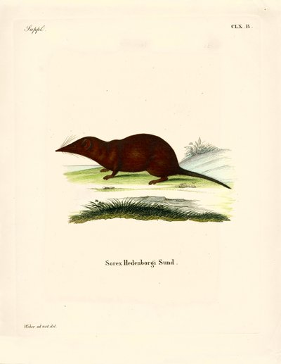 Shrew by German School