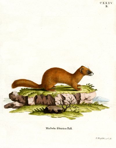 Siberian Weasel by German School