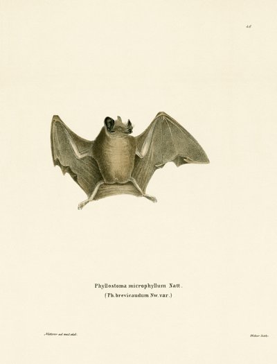 Silky Short-tailed Bat by German School