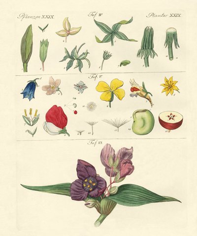 Single Flower Parts by German School
