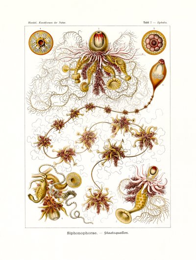 Siphonophorae, 1899-1904 by German School