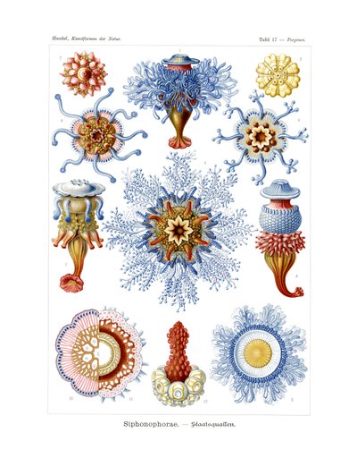 Siphonophorae by German School