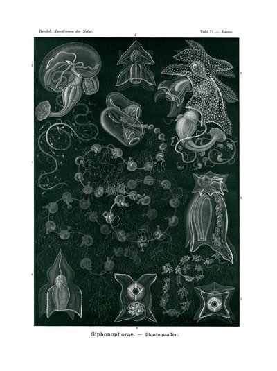 Siphonophorae by German School