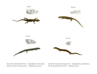 Skink by German School