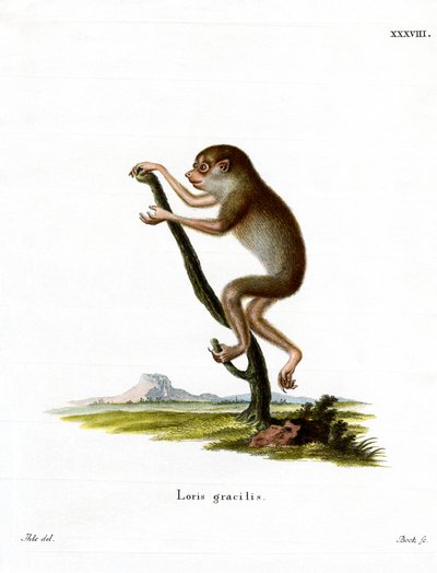 Slender Loris by German School