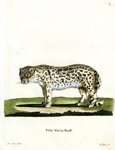 Snow Leopard by German School