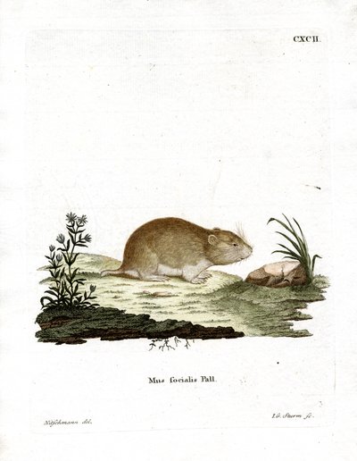 Social Vole by German School