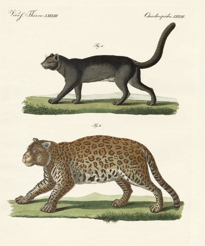 South American Animals by German School