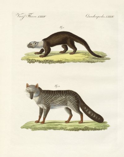South American animals by German School