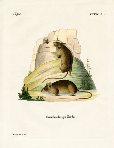 Southern Birch Mouse by German School