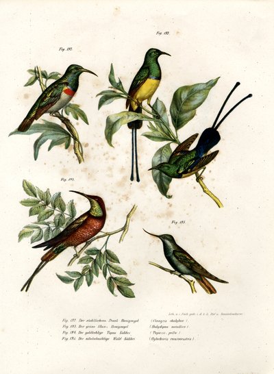 Southern Double-collared Sunbird by German School