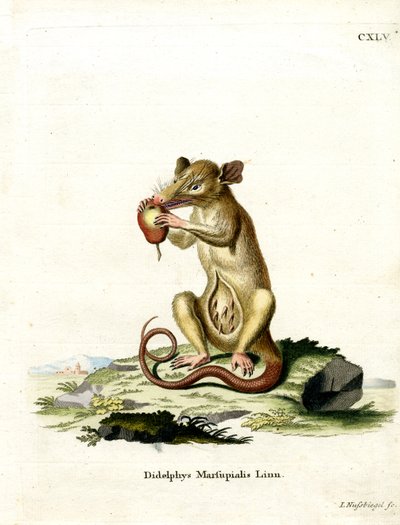 Southern Opossum by German School