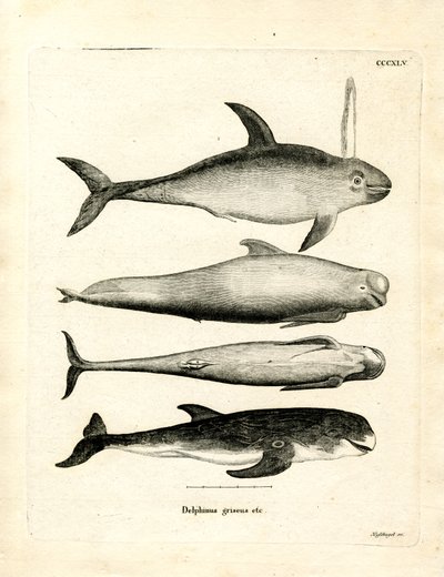 Species of Dolphins by German School