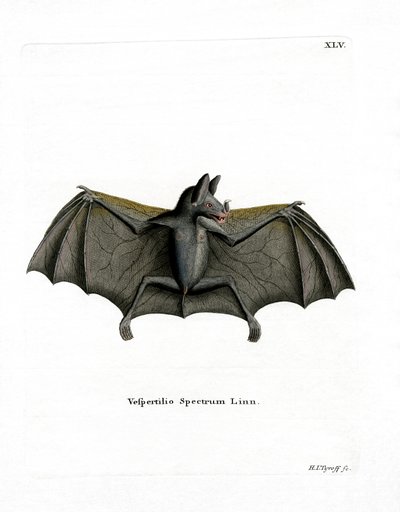 Spectral Bat by German School