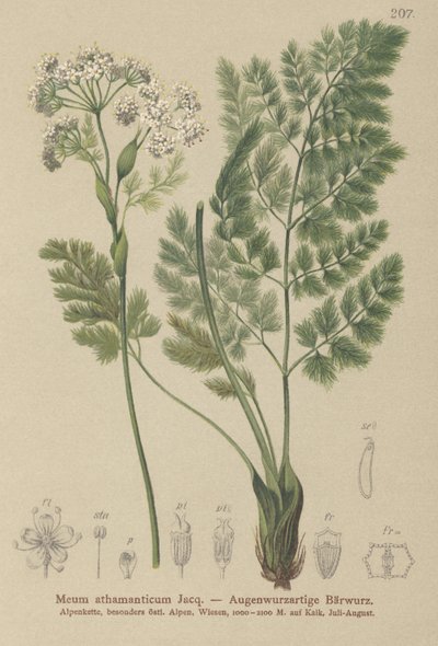 Spignel by German School