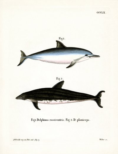 Spinner Dolphin by German School