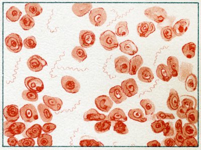 Spirillum Bacteria by German School