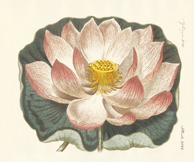 Splendid Flowers by German School