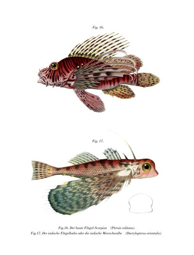 Spotfin Lionfish by German School