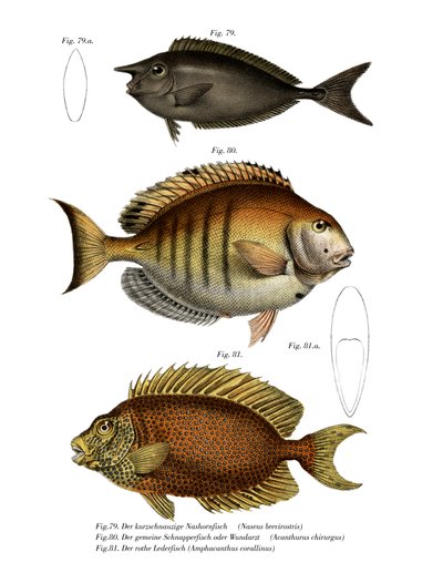 Spotted Unicornfish by German School