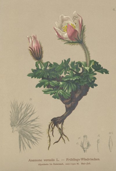 Spring Anemone (Anemone vernalis, Pulsatilla vernalis) by German School