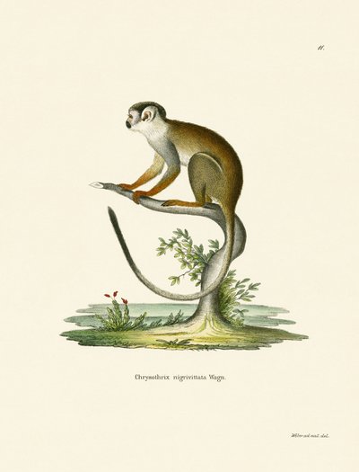 Squirrel Monkey by German School