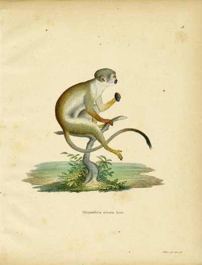 Squirrel Monkey by German School