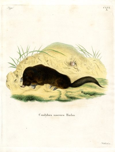 Star-nosed Mole by German School