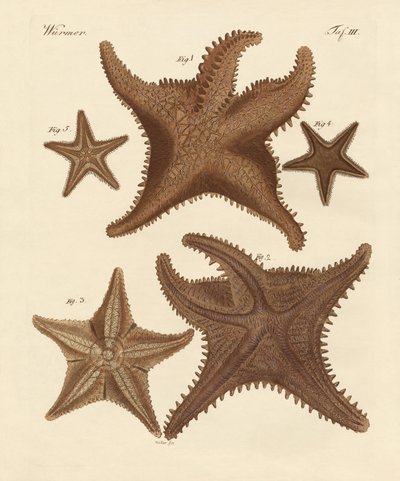 Starfish by German School