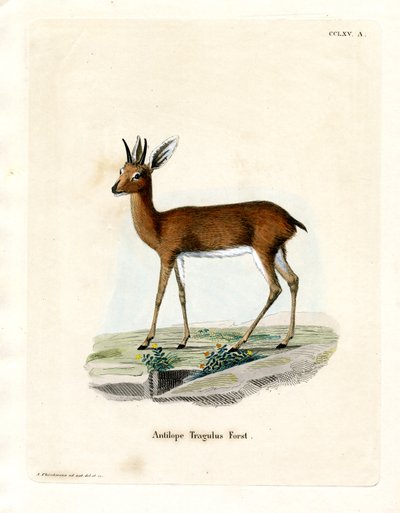 Steenbok by German School