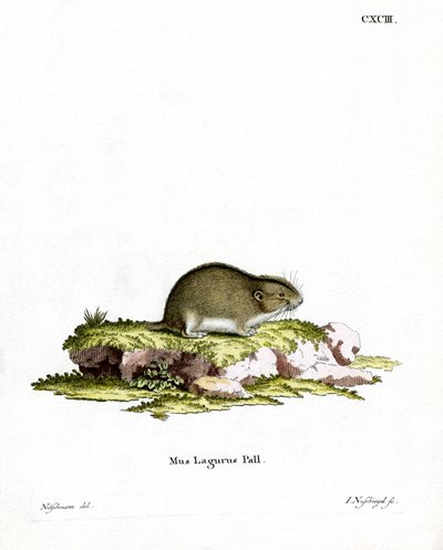 Steppe Lemming by German School